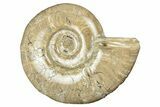 Polished Ammonite (Argonauticeras) Fossil - Madagascar #252789-1